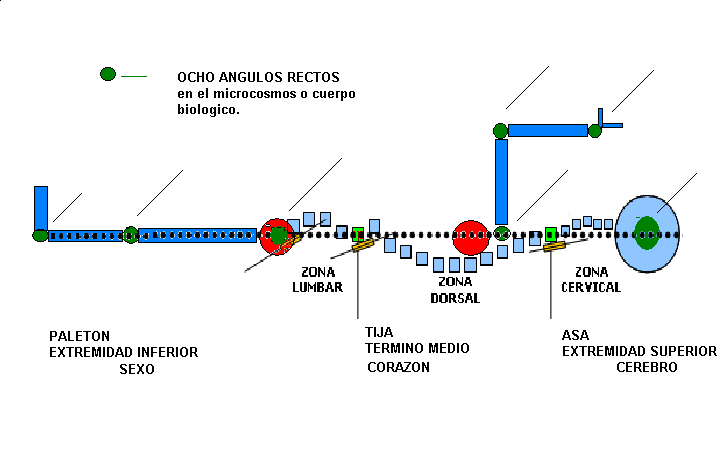 EL ARQUETIPO LLAVE EN LA FORMA DEL MICROCOSMOS.png